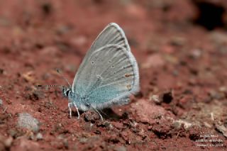 �okg�zl� Rus Mavisi&nbsp;(Polyommatus&nbsp;coelestina)