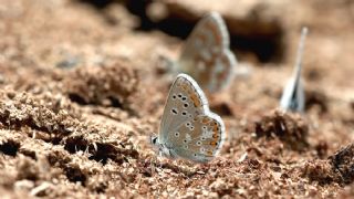 okgzl Anadolu Mavisi (Aricia crassipunctus)