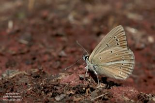 Erivan Anormal okgzls (Polyommatus eriwanensis)