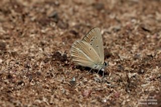 Erivan Anormal �okg�zl�s�&nbsp;(Polyommatus&nbsp;eriwanensis)