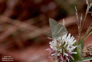 Erivan Anormal �okg�zl�s�&nbsp;(Polyommatus&nbsp;eriwanensis)