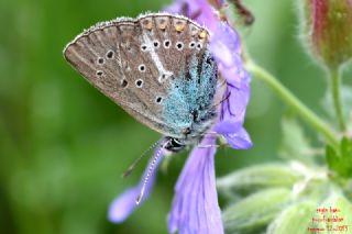 �okg�zl� Geranium Mavisi&nbsp;(Aricia&nbsp;eumedon)