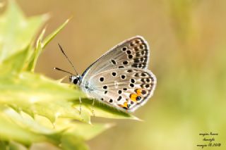 Yunan Turan Mavisi&nbsp;(Turanana&nbsp;taygetica)