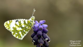 Turuncu Ssl (Anthocharis cardamines)