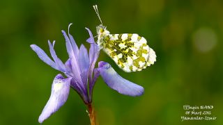 Turuncu Ssl (Anthocharis cardamines)