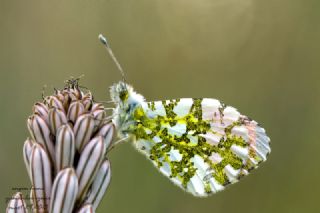 Turuncu Ssl (Anthocharis cardamines)