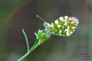 Turuncu Ssl (Anthocharis cardamines)