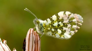 Turuncu Ssl (Anthocharis cardamines)