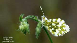 Turuncu Ssl (Anthocharis cardamines)