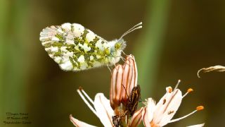 Turuncu Ssl (Anthocharis cardamines)