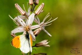 Turuncu Ssl (Anthocharis cardamines)