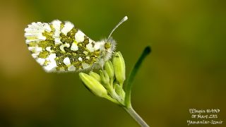Turuncu Ssl (Anthocharis cardamines)