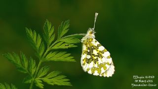 Turuncu Ssl (Anthocharis cardamines)