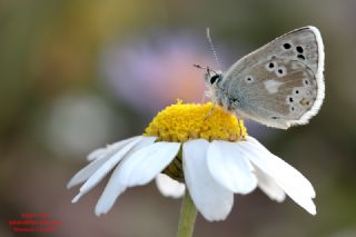 Pirene okgzls (Polyommatus pyrenaicus)