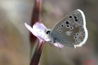 Pirene �okg�zl�s�&nbsp;(Polyommatus&nbsp;pyrenaicus)