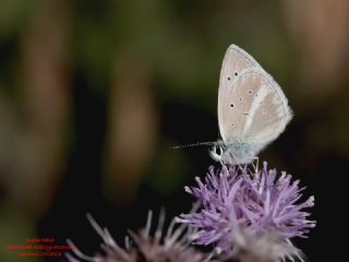 �okg�zl� A�r� Mavisi&nbsp;(Polyommatus&nbsp;vanensis)