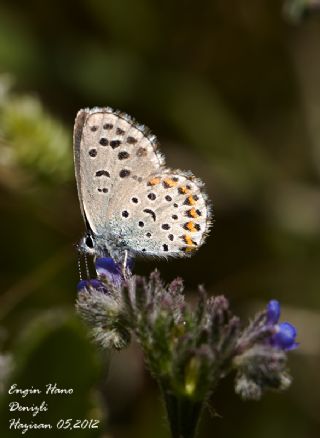 Bavius Mavisi (Pseudophilotes bavius)