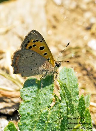 Benekli Bakr Gzeli (Lycaena phlaeas)