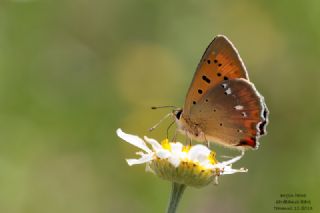 Orman Bak�r G�zeli&nbsp;(Lycaena&nbsp;virgaureae)