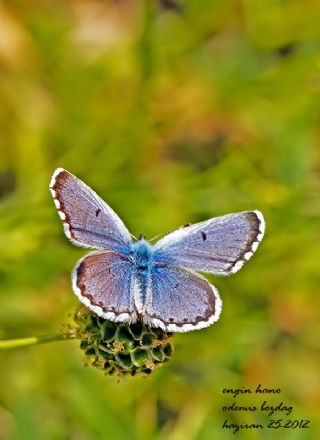 okgzl Balkan Mavisi (Aricia anteros )