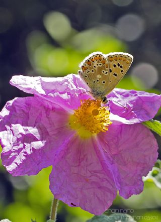 okgzl Balkan Mavisi (Aricia anteros )