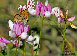 Kk Ate Gzeli (Lycaena thersamon)