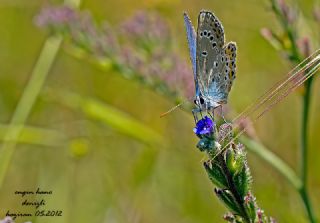 Anadolu Esmergz (Plebejus modicus)