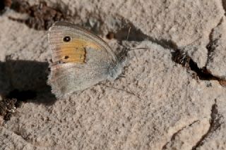 K���k Esmerperi&nbsp;(Hyponephele&nbsp;lycaon)