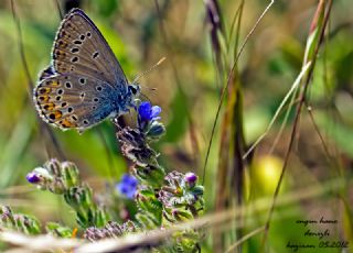 Anadolu Esmergz (Plebejus modicus)