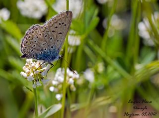 okgzl Mavi (Polyommatus icarus)