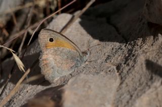 K���k Esmerperi&nbsp;(Hyponephele&nbsp;lycaon)