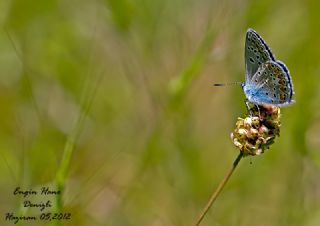 okgzl Meneke Mavisi (Polyommatus thersites)