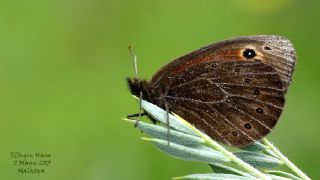 Uygur G�zelesmeri&nbsp;(Proterebia&nbsp;afra)