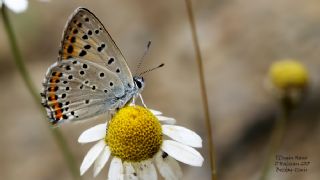 Byk Mor Bakr Gzeli (Lycaena alciphron)