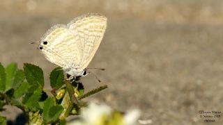 Lampides&nbsp;(Lampides&nbsp;boeticus)