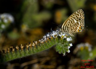 Mavi Zebra (Leptotes pirithous)
