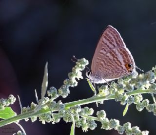Lampides (Lampides boeticus)