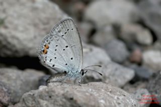 Everes&nbsp;(Cupido&nbsp;argiades)