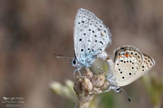 �okg�zl� G�m�� Mavi&nbsp;(Albulina&nbsp;loewii)