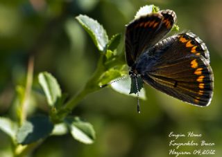 okgzl Esmer (Aricia agestis)