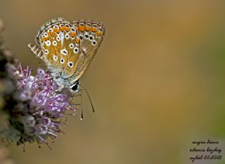 okgzl Esmer (Aricia agestis)