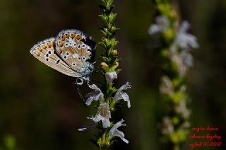 okgzl Esmer (Aricia agestis)