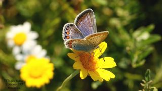 okgzl Mavi (Polyommatus icarus)