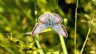 okgzl Mavi (Polyommatus icarus)