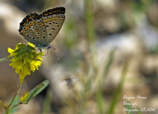 okgzl Mavi (Polyommatus icarus)