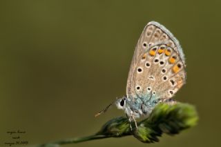 okgzl Mavi (Polyommatus icarus)
