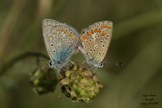 okgzl Mavi (Polyommatus icarus)