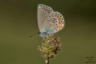 Doulu Esmergz (Plebejus carmon)