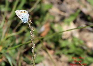 okgzl Mavi (Polyommatus icarus)