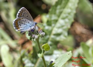 okgzl Mavi (Polyommatus icarus)